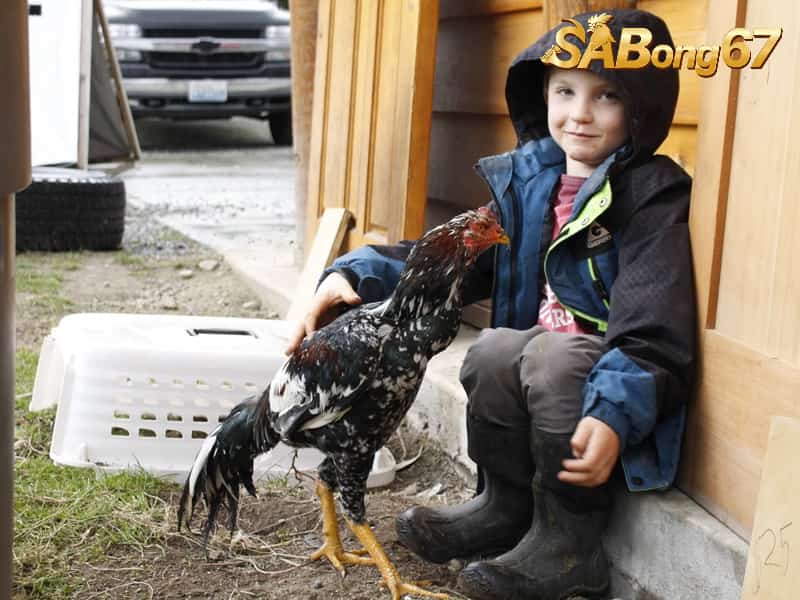 Tất Tần Tật Về Gà Shamo - Gà Chọi Nhật Bản Cực Hiếu Chiến Gà Shamo là giống gà chọi nổi tiếng của Nhật