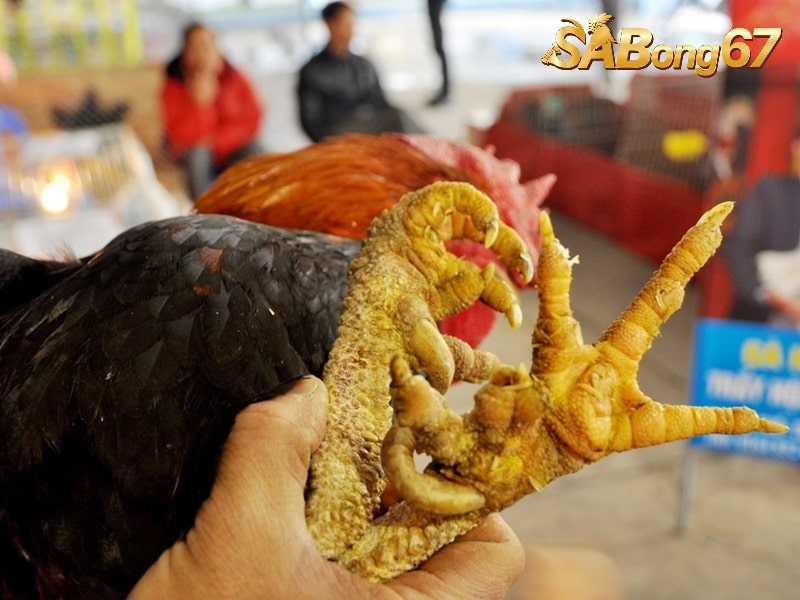 Giới Thiệu Gà Chín Cựa - Giống Gà Giúp Nông Dân Thu Lãi To Gà chín cựa là giống gà truyền thuyết