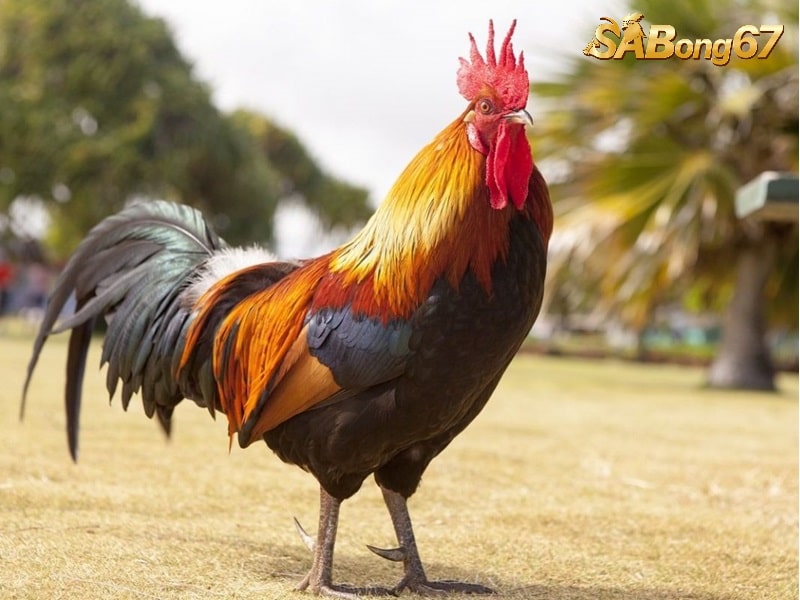 Gà chọi mấy tháng thì lên chuồng? Gà chọi lên chuồng khoảng 6 tháng