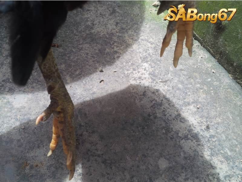 Gà cựa nhật nguyệt là một chiến kê đặc biệt Linh Kê Thần Kê Hiếm Có Khó Tìm