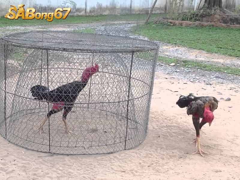 Kỹ Thuật Ép Cân Gà Đá Cực Nhanh, An Toàn, Không Mất Sức Gà trong giai đoạn ép ký cần luyện tập phù hợp