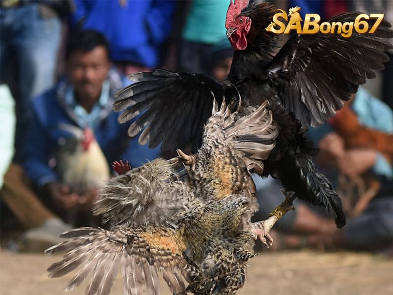 Cách Nuôi Gà Đá Tăng Bo , Chân Mạnh, Thân Hình Chuẩn Nuôi gà đá tăng bo giúp gà khỏe mạnh, sức vóc lớn