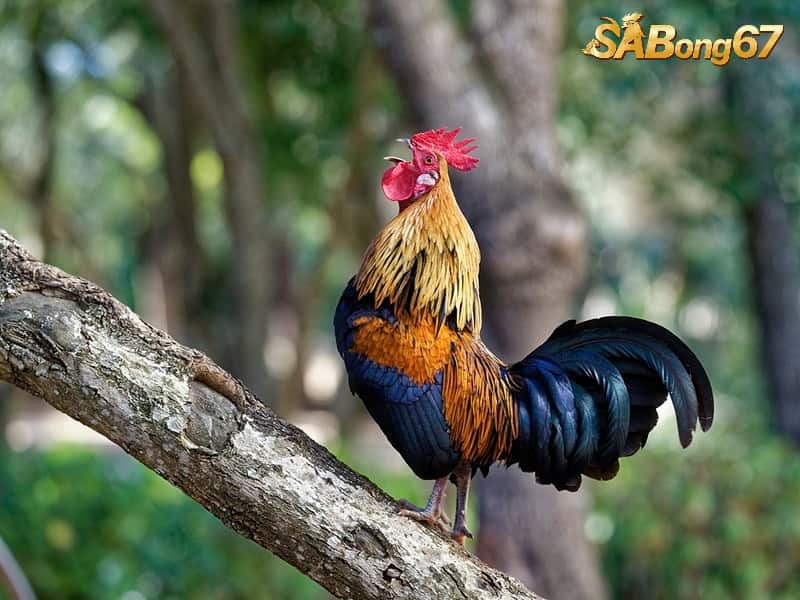 Tập luyện cho gà chọi đá tốt hơn mỗi ngày Tập luyện cho gà chọi đá tốt hơn mỗi ngày