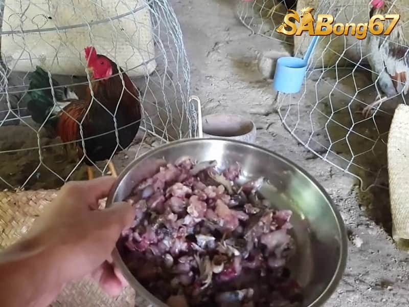 Cách Nuôi Gà Đá Lông Bóng Mượt, Đuôi Dài, Đẹp Mã Cực Dễ Thực phẩm tanh không thể thiếu để nuôi dưỡng lông gà