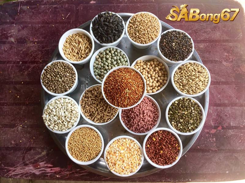 Công Thức Trộn Ngũ Cốc Cho Gà Và Những Điều Cần Lưu Ý Trộn ngũ cốc cho gà là cách cho ăn nhanh và hiệu quả