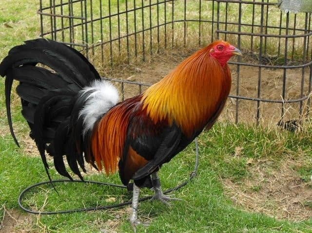 Các dòng gà Mỹ - McLean Hatch Các dòng gà Mỹ - McLean Hatch