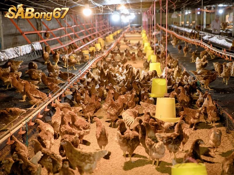 Gà cần được cho ăn đủ dinh dưỡng để tăng cân nhanh CÁCH NUÔI GÀ KHÔNG BỊ BỆNH