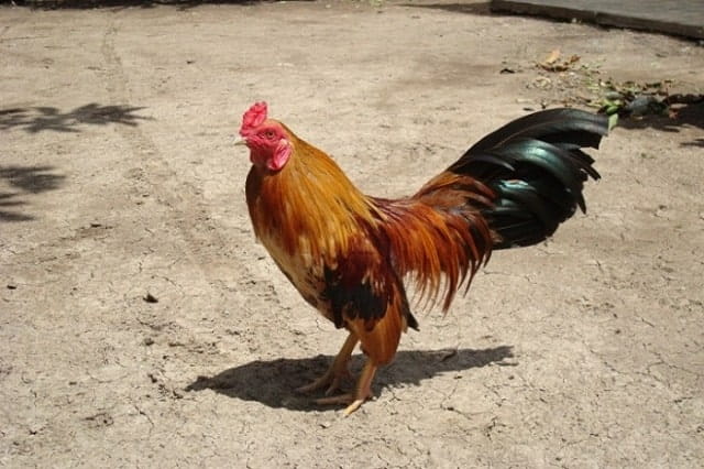 Ngoại hình gà tre thế nào là phù hợp để thành gà chọi? Ngoại hình gà tre thế nào là phù hợp để thành gà chọi?