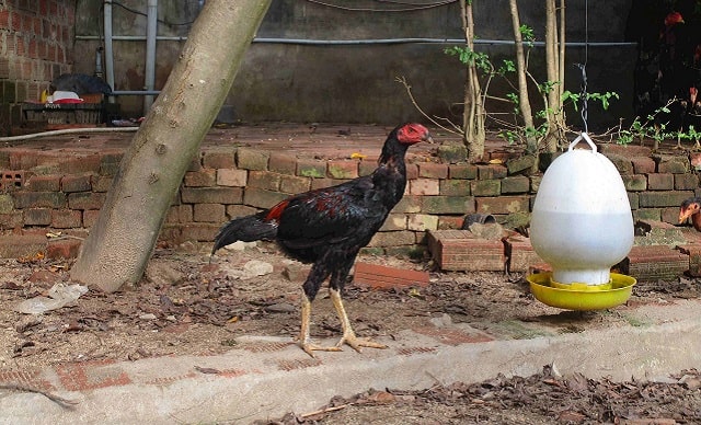 Gà nòi Chợ Lách là chiến kê nổi bật nhất tại miền Nam Gà nòi Chợ Lách là chiến kê nổi bật nhất tại miền Nam