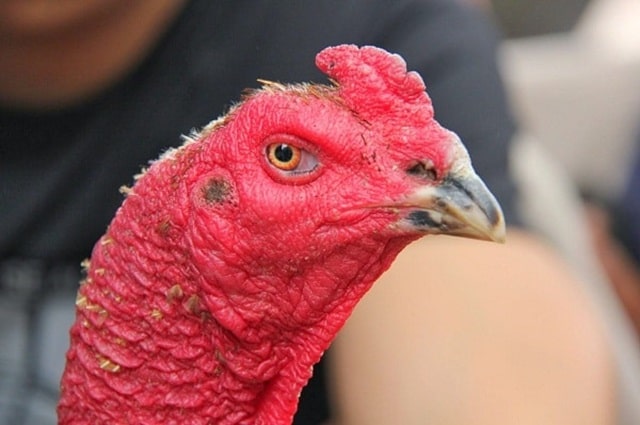 Mào trích Mào trích