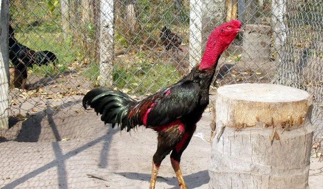 Áp dụng cho gà chọi quần sương dãi nắng Áp dụng cho gà chọi quần sương dãi nắng