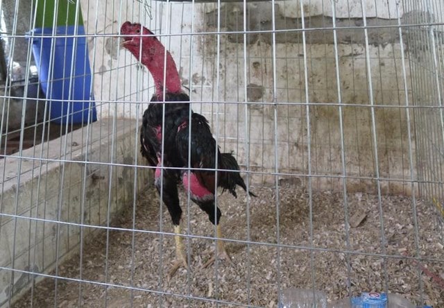 Quay thóc gà chọi Quay thóc gà chọi